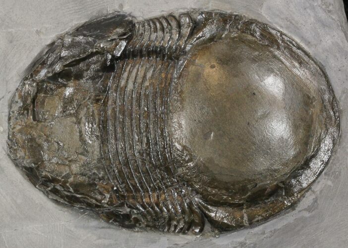 Illaenoides Trilobite From Rochester Shale - Very Rare Species #14153